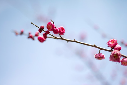 梅花