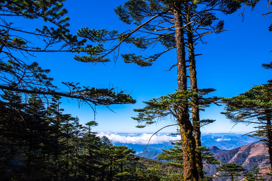 轿子雪山风光