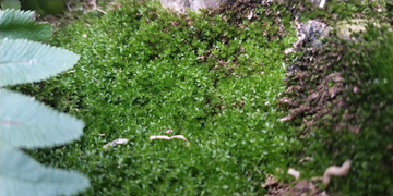 苔藓