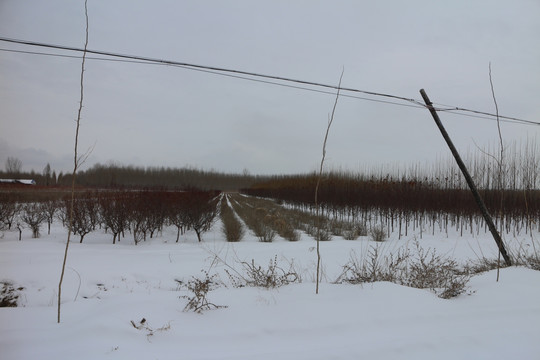 大雪 苗圃