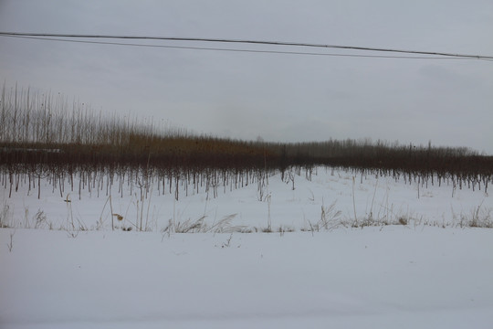 大雪 苗圃