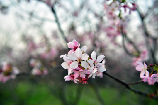 樱花