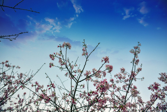 樱花