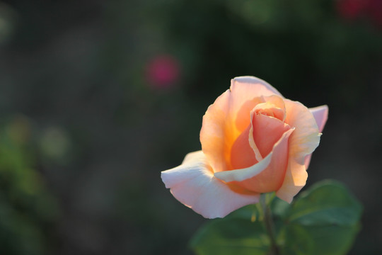 玫瑰 月季花
