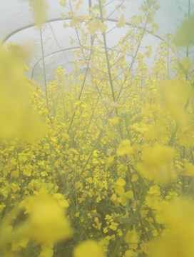 油菜花