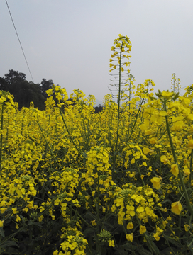 油菜花