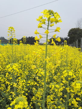 油菜花