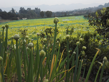 油菜花