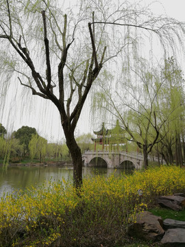 上海古华园的春天