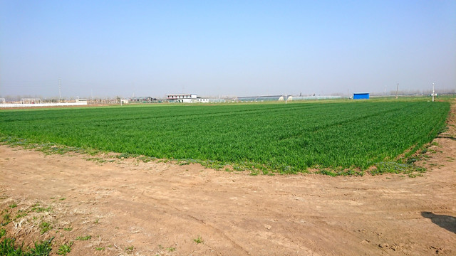麦田