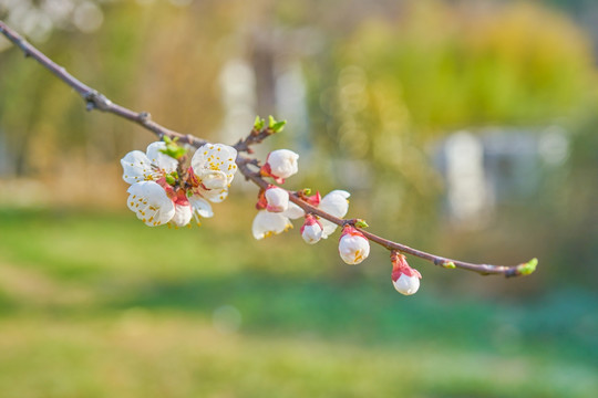 杏花 高清大图