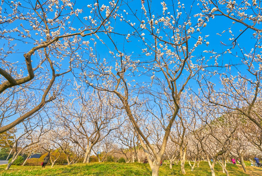 杏花 杏花林 高清大图