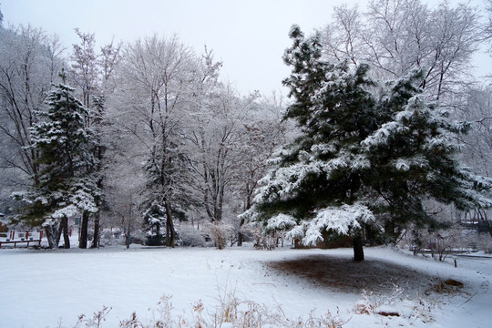 雪景