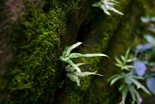 青苔墙壁