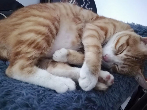 睡觉的橘猫