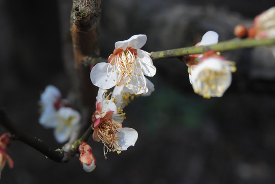 梅花