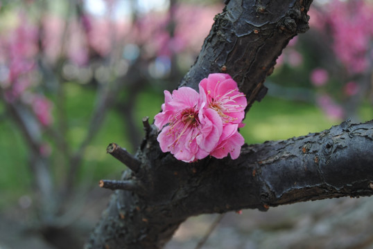 梅花