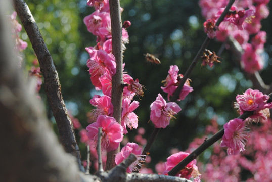 梅花 蜜蜂 采蜜