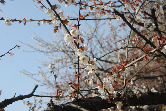 梅花