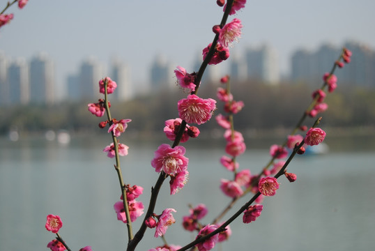 一枝梅花