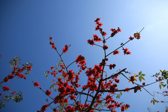 木棉花