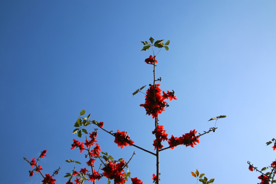 木棉花