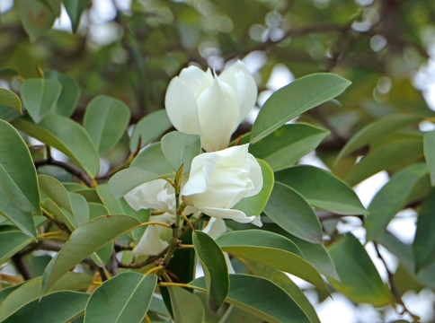 深山含笑花