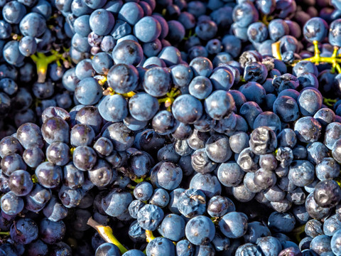 葡萄素材 葡萄背景