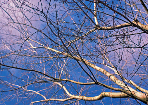 冬季枯树 蓝天枯树