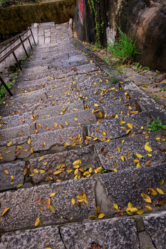 树叶 落叶