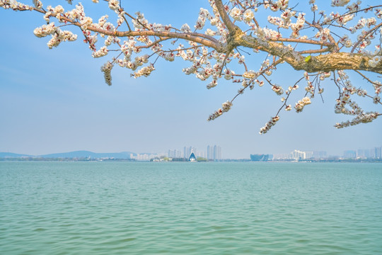 杏花 湖景 高清大图