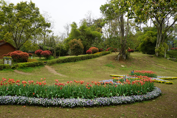 郁金香花展 公园景观