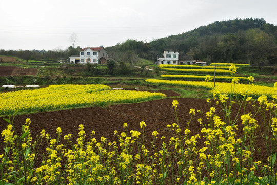 桃花 桃树 油菜花