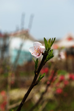 桃花 桃树 桃园 鲜花