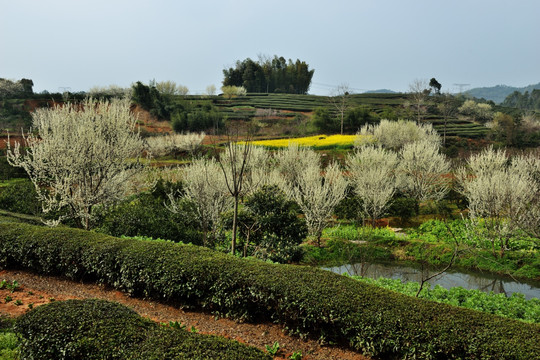 桃花 桃树 桃园 鲜花