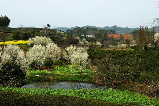 桃花 桃树 桃园 鲜花