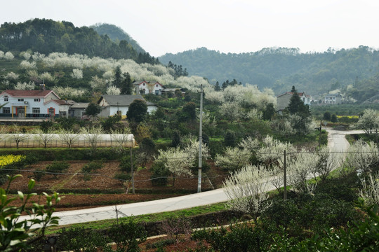 桃花 李花 油菜花