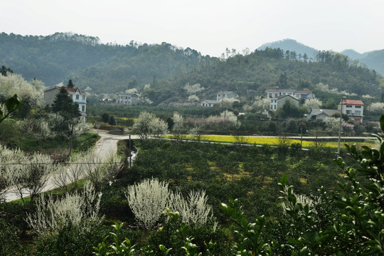 桃花 李花 油菜花