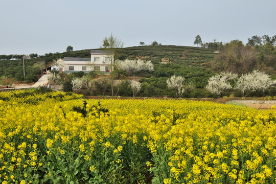 油菜花 李花