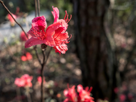 杜鹃花