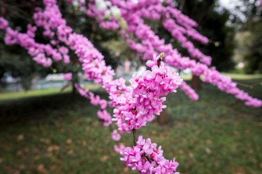 紫荆花