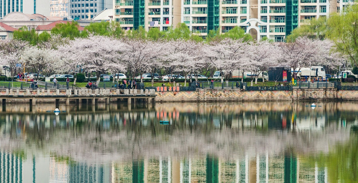 武汉西北湖广场樱花