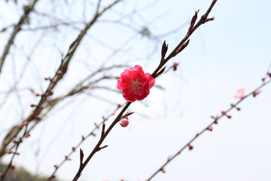 一枝桃花