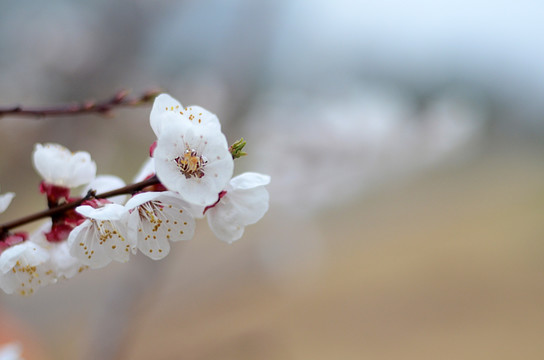 杏花 粉色花