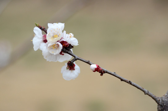 杏花 粉色花