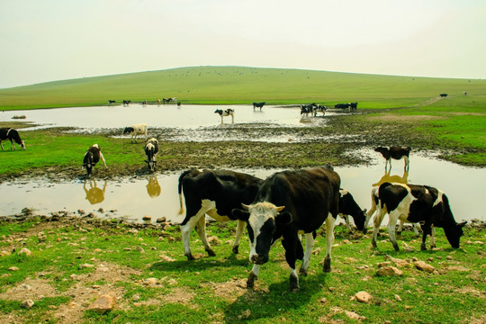 草原湿地牛群