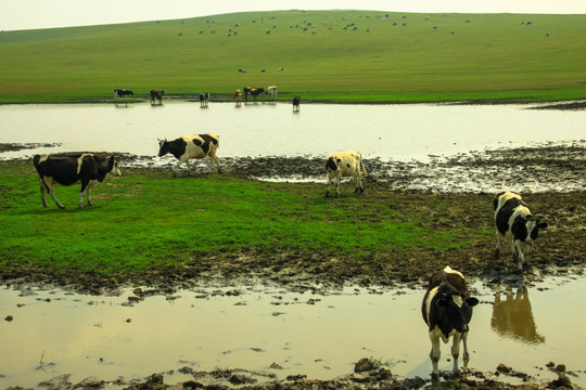 草原湿地牛群