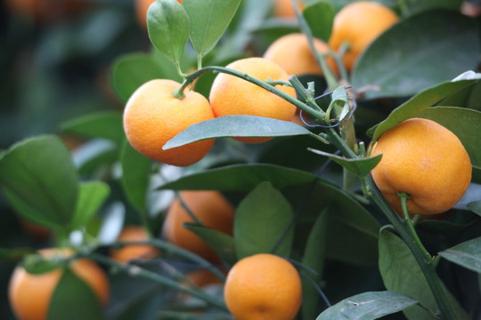 水果 桔子 丑橘 食品 营养