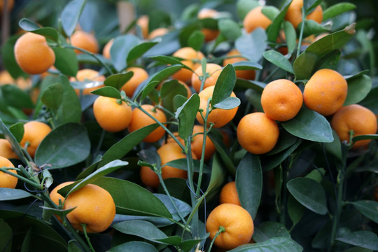 水果 桔子 丑橘 食品 营养