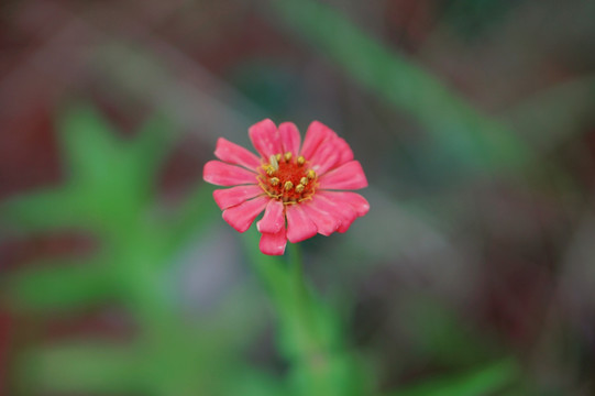 小红花朵